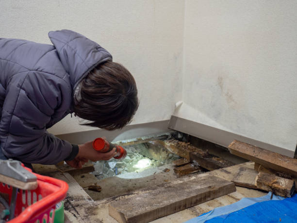 Best Asbestos and Lead Testing During Mold Inspection  in Plains, MT
