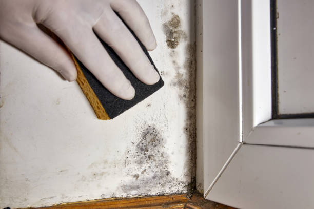 Trusted Plains, MT Mold Removal Experts